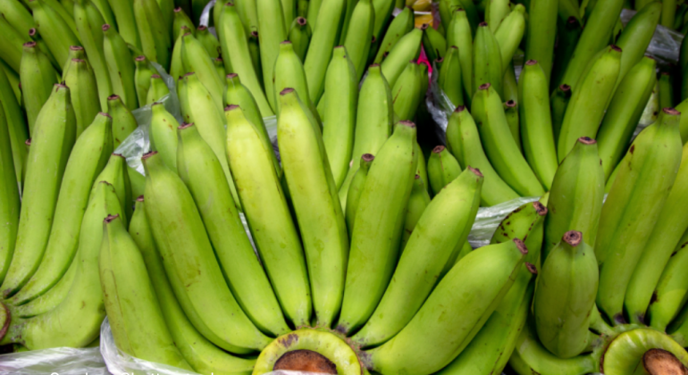 TIPS MENJAGA KUALITAS PISANG CAVENDISH