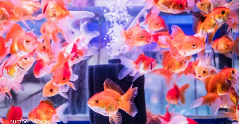10 MACAM JENIS IKAN MAS KETAHUI SEBELUM BUDIDAYA
