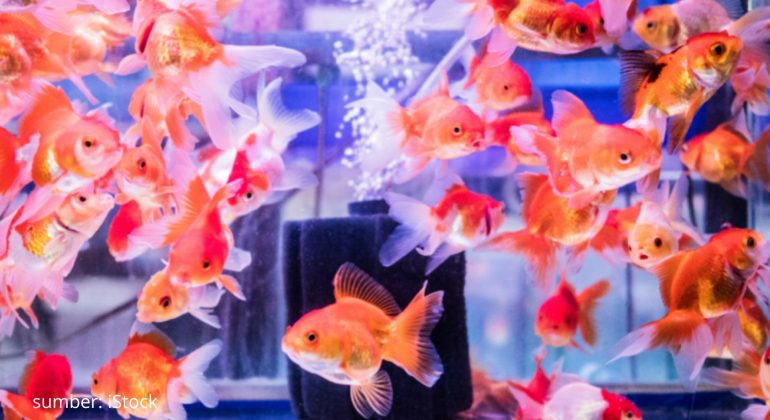 10 MACAM JENIS IKAN MAS KETAHUI SEBELUM BUDIDAYA