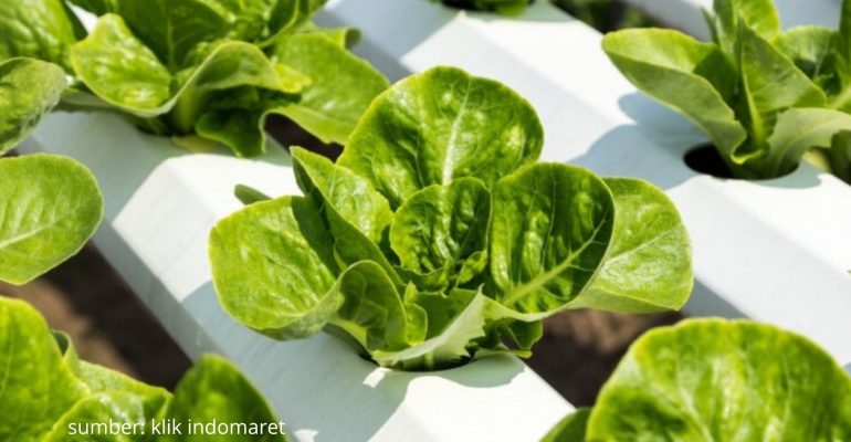 APAKAH ADA ALTERNATIF NUTRISI HIDROPONIK YANG MUDAH DIBUAT
