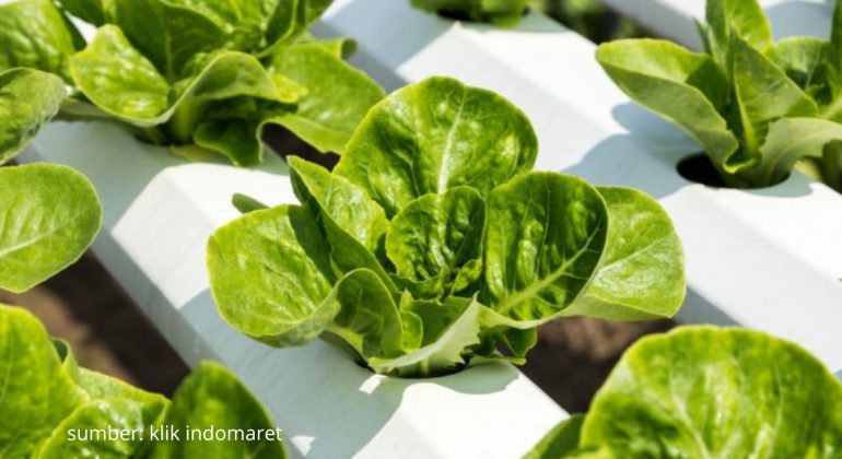 APAKAH ADA ALTERNATIF NUTRISI HIDROPONIK YANG MUDAH DIBUAT