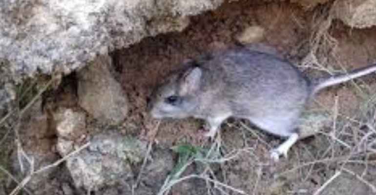 APAKAH TIKUS BISA MENYEBABKAN KUCING KERACUNAN