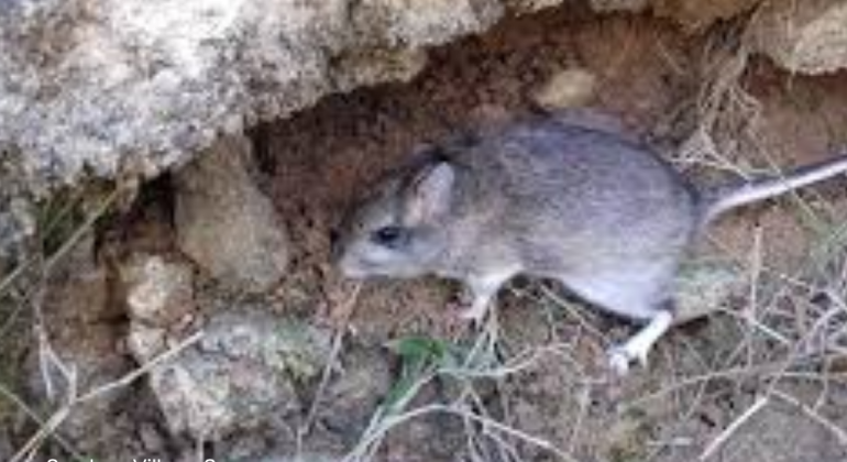 APAKAH TIKUS BISA MENYEBABKAN KUCING KERACUNAN