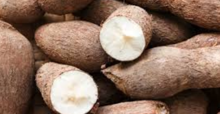 APAKAH TRICHODERMA EFEKTIF MENGATASI JAMUR PADA SINGKONG