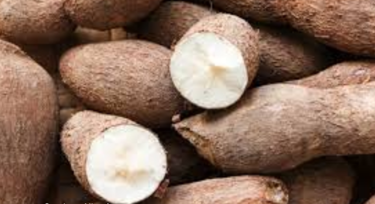 APAKAH TRICHODERMA EFEKTIF MENGATASI JAMUR PADA SINGKONG