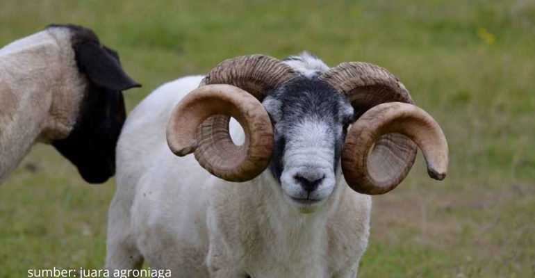 BAGAIMANA CARA EFEKTIF MENGATASI KAMBING KEMBUNG DAN KEJANG