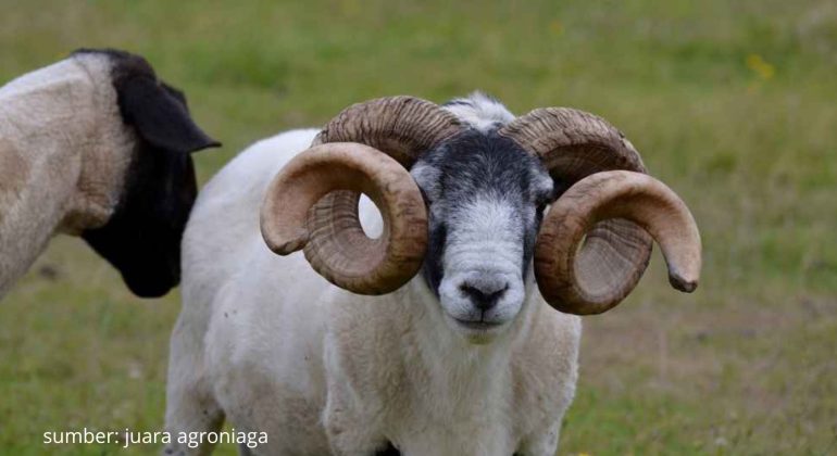 BAGAIMANA CARA EFEKTIF MENGATASI KAMBING KEMBUNG DAN KEJANG