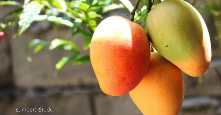 BAGAIMANA CARA MEMPERCEPAT PEMBUAHAN POHON MANGGA DALAM POT
