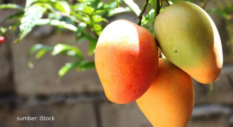BAGAIMANA CARA MEMPERCEPAT PEMBUAHAN POHON MANGGA DALAM POT