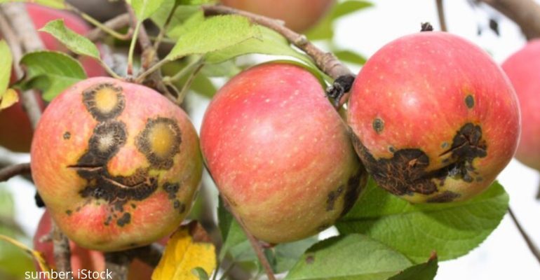 BAGAIMANA SOLUSI EFEKTIF ATASI HAMA DAN PENYAKIT TANAMAN HORTIKULTURA