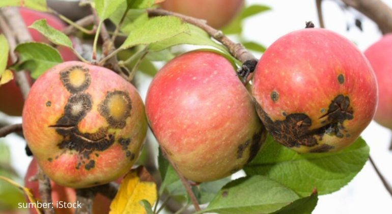 BAGAIMANA SOLUSI EFEKTIF ATASI HAMA DAN PENYAKIT TANAMAN HORTIKULTURA