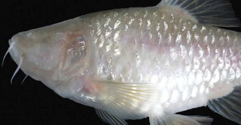 BARBODES KLAPANUNGGALENSIS SPESIES BARU IKAN GUA BUTA