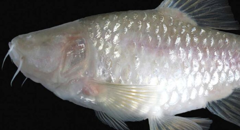 BARBODES KLAPANUNGGALENSIS SPESIES BARU IKAN GUA BUTA