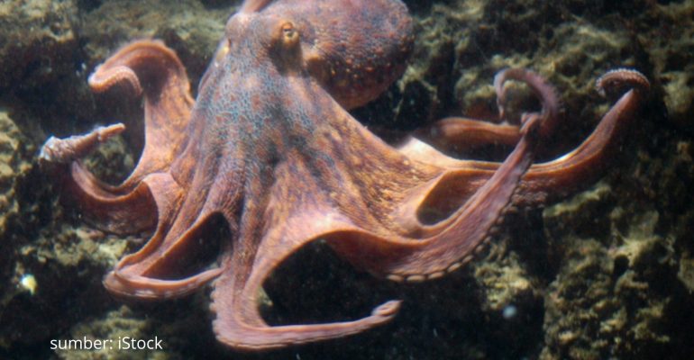 GURITA CERDAS PAKSA IKAN KERJA SAMA SAAT BERBURU