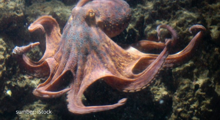 GURITA CERDAS PAKSA IKAN KERJA SAMA SAAT BERBURU
