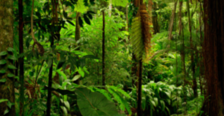 INDONESIA SEBAGAI PEMILIK HUTAN HUJAN TROPIS TERBESAR