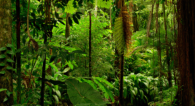 INDONESIA SEBAGAI PEMILIK HUTAN HUJAN TROPIS TERBESAR
