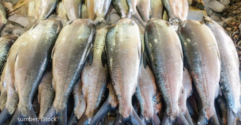 INI KOMODITAS IKAN AIR TAWAR TERBAIK UNTUK DIBUDIDAYAKAN