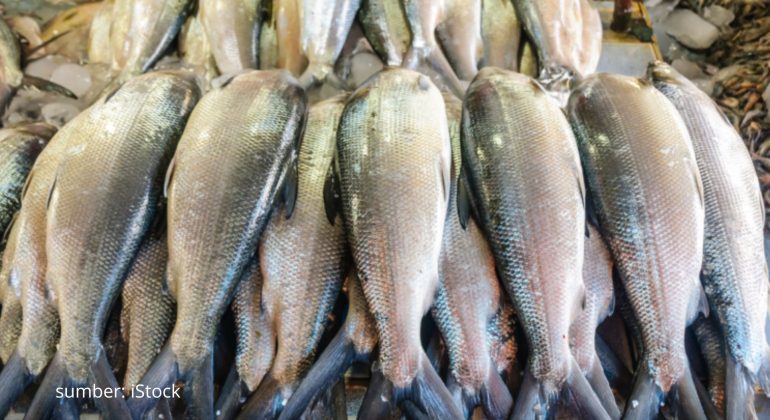 INI KOMODITAS IKAN AIR TAWAR TERBAIK UNTUK DIBUDIDAYAKAN