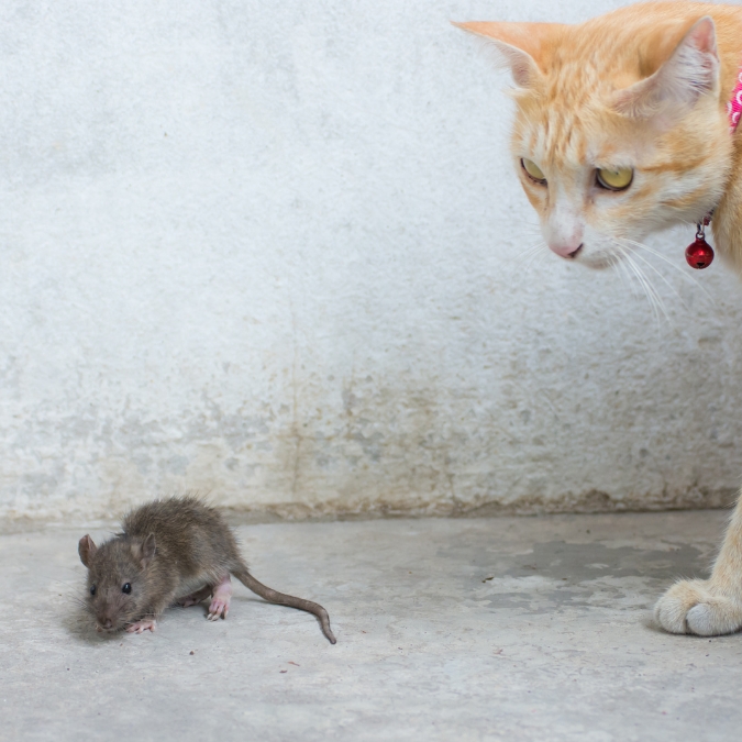 IPB DIGITANI - TANI DAN NELAYAN CENTER IPB UNIVERSITY - APAKAH TIKUS BISA MENYEBABKAN KUCING KERACUNAN?