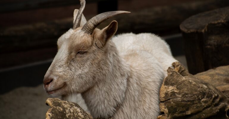 IPB DIGITANI - TANI DAN NELAYAN CENTER IPB UNIVERSITY - BAGAIMANA CARA EFEKTIF MENGATASI KAMBING KEMBUNG DAN KEJANG?