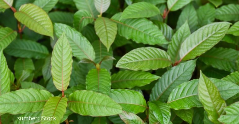 KRATOM ANTARA OBAT HERBAL DAN KONTROVERSI GLOBAL 