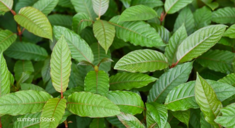 KRATOM ANTARA OBAT HERBAL DAN KONTROVERSI GLOBAL 