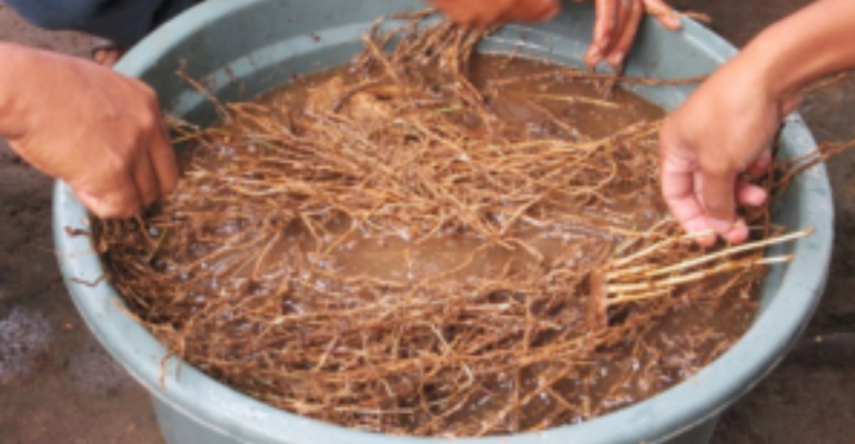 MEMBUAT PGPR DARI AKAR BAMBU!