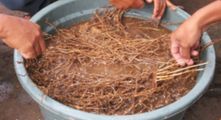 MEMBUAT PGPR DARI AKAR BAMBU!