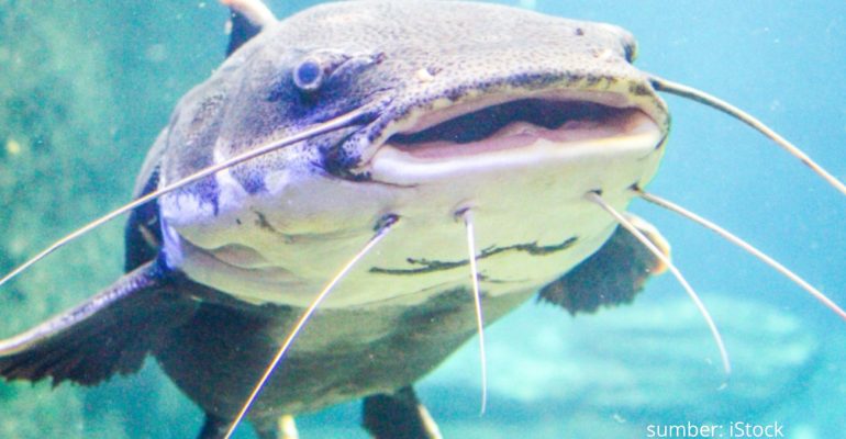 MORFOLOGI DAN PERILAKU LELE DUMBO KETAHUI DAHULU SEBELUM MULAI BUDIDAYA 