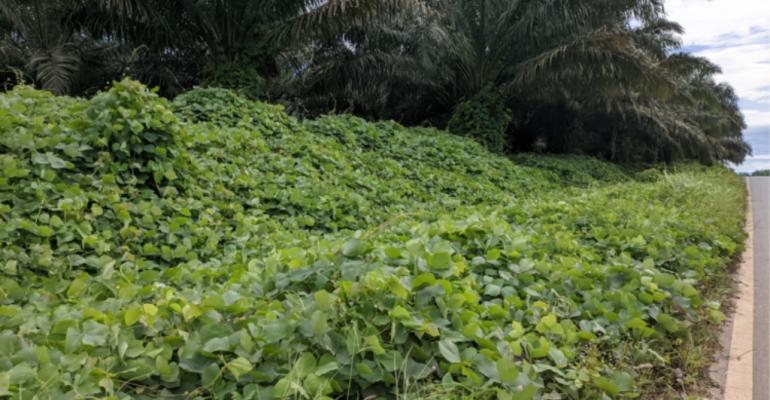 MUCUNA BRACTEATA SOLUSI PENGENDALIAN GULMA PADA KELAPA SAWIT