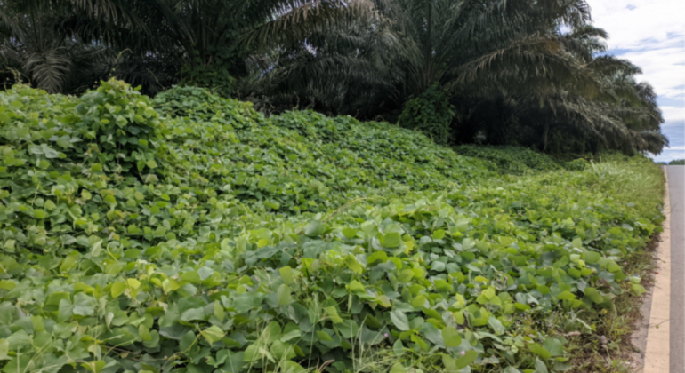 MUCUNA BRACTEATA SOLUSI PENGENDALIAN GULMA PADA KELAPA SAWIT