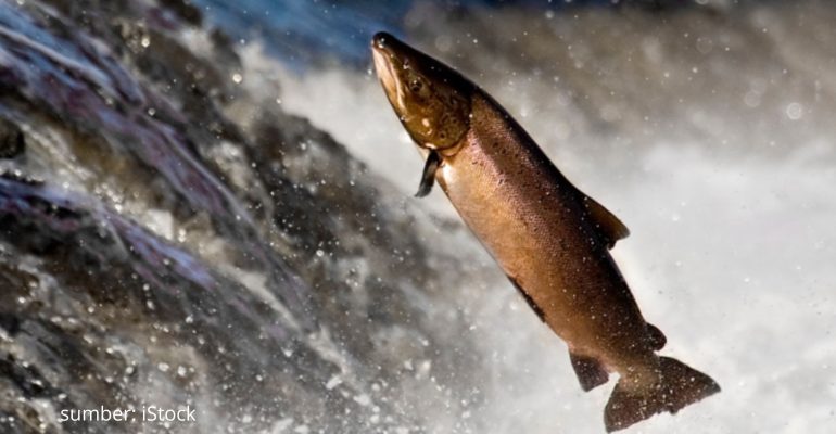 PELUANG BISNIS IKAN SALMON YANG MENJANJIKAN