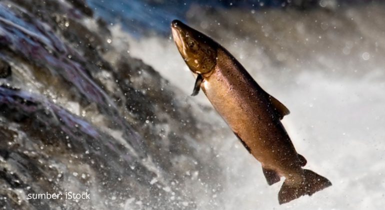 PELUANG BISNIS IKAN SALMON YANG MENJANJIKAN
