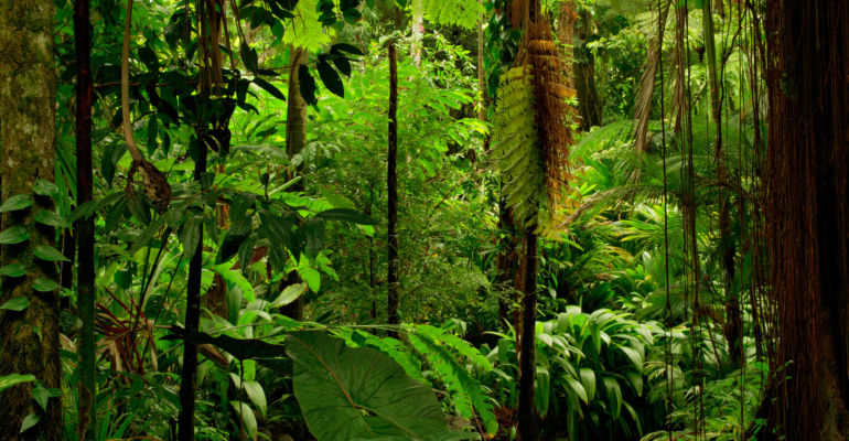 IPB DIGITANI - TANI DAN NELAYAN CENTER IPB UNIVERSITY - INDONESIA SEBAGAI PEMILIK HUTAN HUJAN TROPIS TERBESAR