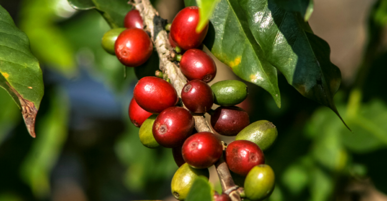 IPB DIGITANI - TANI DAN NELAYAN CENTER IPB UNIVERSITY - PENGGEREK BUAH KOPI, SI MUSUH BEBUYUTAN PETANI