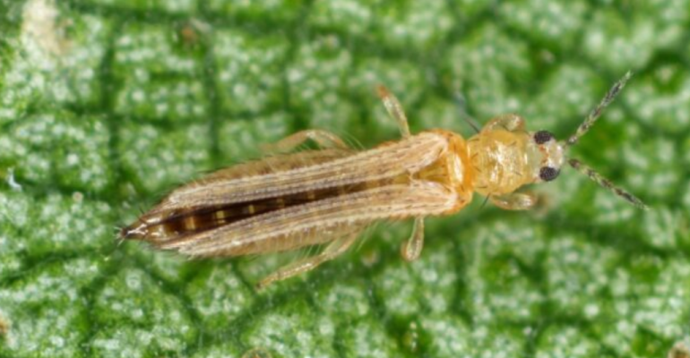 APA CARA TERBAIK MENGATASI WERENG DAN THRIPS PADA CABAI