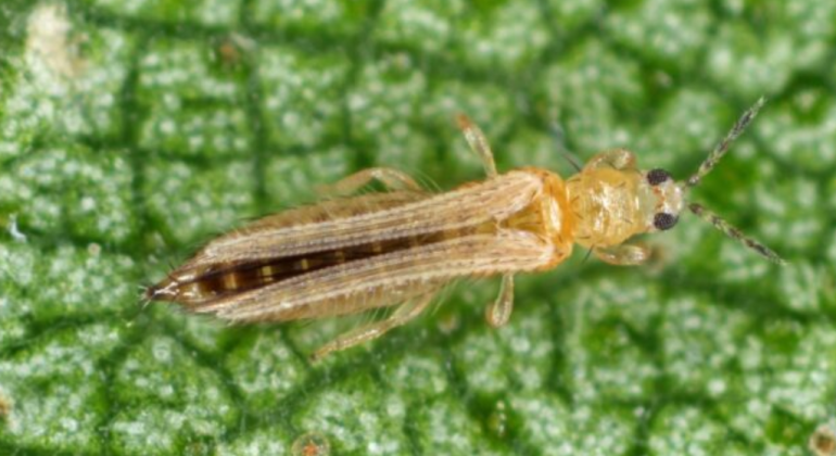 APA CARA TERBAIK MENGATASI WERENG DAN THRIPS PADA CABAI