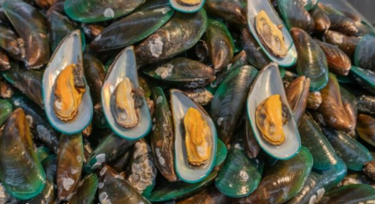 APA PENYEBAB KERACUNAN TOKSIN PADA KERANG HIJAU