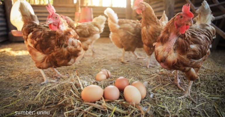 BAGAIMANA CARA BETERNAK AYAM PETELUR YANG EFEKTIF