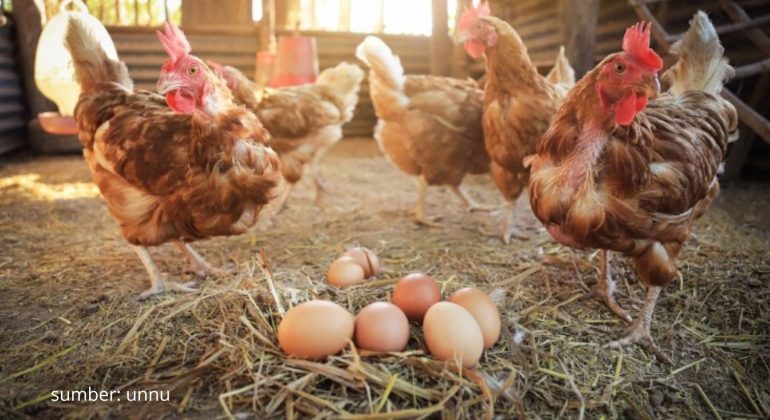 BAGAIMANA CARA BETERNAK AYAM PETELUR YANG EFEKTIF