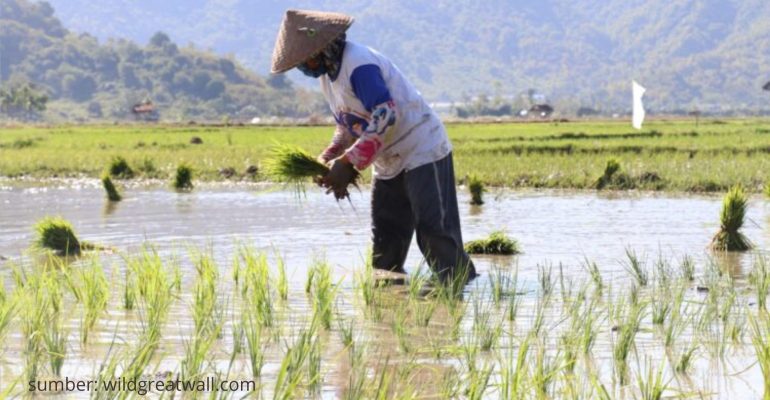 BAGAIMANA CARA MENCEGAH GAGAL PANEN DI SAWAH TADAH HUJAN