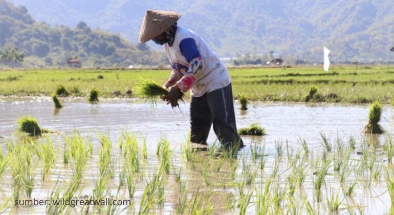 BAGAIMANA CARA MENCEGAH GAGAL PANEN DI SAWAH TADAH HUJAN
