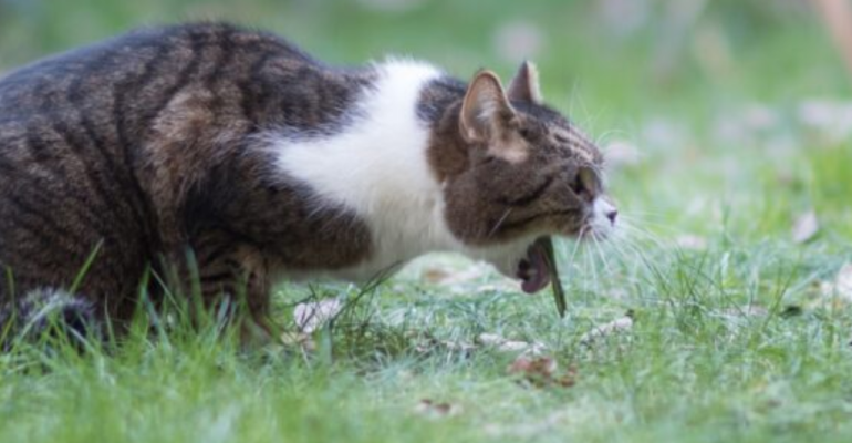 BAGAIMANA CARA MENGATASI KUCING TERSEDAK