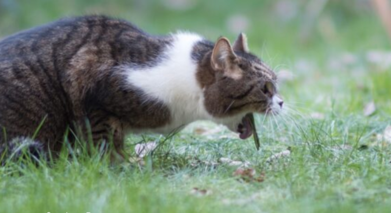 BAGAIMANA CARA MENGATASI KUCING TERSEDAK