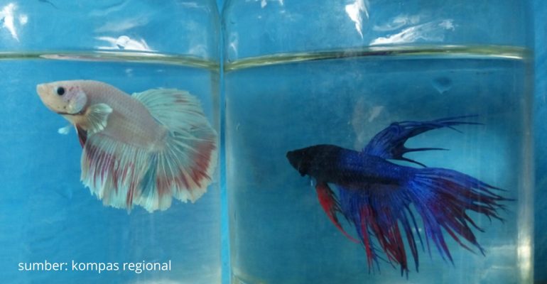 BERI IKAN CUPANG PAKAN SEPERTI INI AGAR TETAP AKTIF DAN BERWARNA CERAH