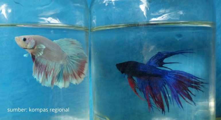 BERI IKAN CUPANG PAKAN SEPERTI INI AGAR TETAP AKTIF DAN BERWARNA CERAH