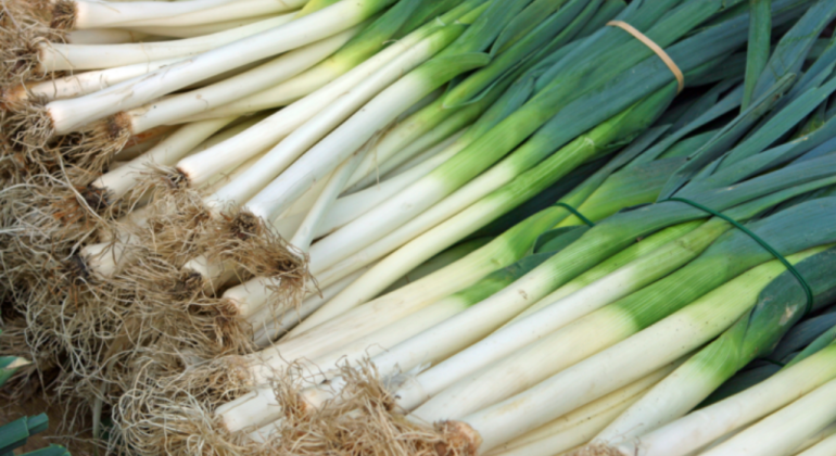 CEGAH PENYAKIT DAN TINGKATKAN PRODUKSI DAUN BAWANG SAAT MUSIM HUJAN
