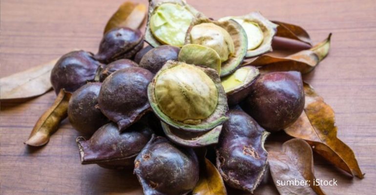 DI MANA PENGHASIL JENGKOL TERBAIK DI BOGOR