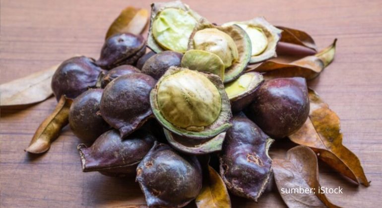 DI MANA PENGHASIL JENGKOL TERBAIK DI BOGOR